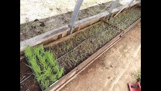 TRANSPLANTING BUNCHING ONIONS INTO RAISED BEDS [upl. by Karon444]