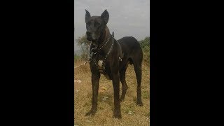 Pakistani Bully Kutta Bicho  Fighter Bully Dog Pakistan [upl. by Ricardo]