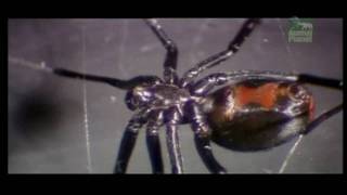 The Redback Spider 2 HD [upl. by Cosetta768]