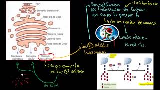 TEMA 105 Orgánulos que participan en síntesis degradación de macromoléculas [upl. by Atteragram]