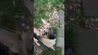 security system DOG 😄 dog germanshepherd funny husky [upl. by Andrews599]