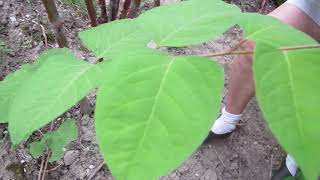 Invasive Plant Focus Japanese Knotweed [upl. by Gorlicki]