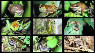 An Array of Frogs Calling in the Peruvian Amazon [upl. by Lorou978]