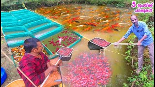 ഒഴുകുന്നവെള്ളത്തിൽ ലക്ഷക്കണക്കിന് KoicarpPlatyMolyWidowsPolar Fish Farm  Part One [upl. by Celinka]