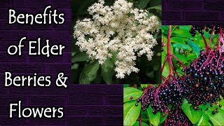 Benefits of Elderberries and Elderflowers [upl. by Aubreir]