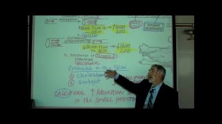 ANATOMY THE INTEGUMENT Part 1 by Professor Fink [upl. by Adnesor]