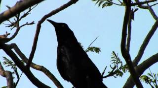 Zanate Cantando en el Parque Ecológico Xochimilco by trucha1618xx [upl. by Niwri]