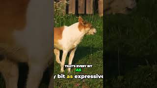 Barkless But Still Expressive The Unique Vocal Style of Basenji Dogs [upl. by Otreblide643]