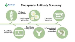 Therapeutic Antibody Discovery—GenScript [upl. by Anaek]