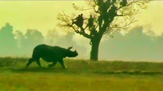 Top 10 Rhino Attack at  Chitwan National Park  Nepal anilctg17 [upl. by Notgnirra]