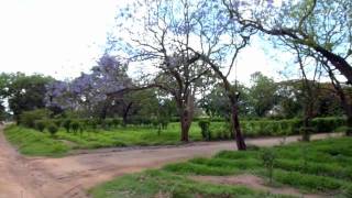 Jatropha Farming and Processing at Toleza Farms [upl. by Ranit]