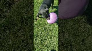 Tinkles Popped her new Ball timmey dogball puppy huntingcompanion tinkles [upl. by Zorah]