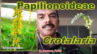 Crotolaria Febaceae Papilionoideae Papilion Butterfly Taxonomy Practical Dr Jayarama Reddy [upl. by Rabah334]