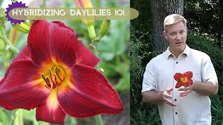 How To Hybridizing Daylilies  Oakes Daylilies [upl. by Neved]