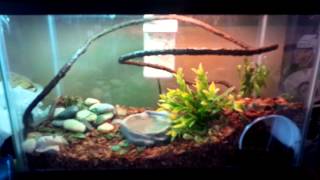 Green anole set up 10 gallon [upl. by Lihas]