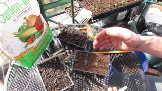 How to Seed Start Kohlrabi An Amazing Vegetable  MFG 2014 [upl. by Niwle56]