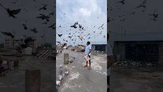 Ustad Ravinder Rana ji ka shok kabootarbazi kabootar birds pigeon shortvideo short shorts [upl. by Salita604]