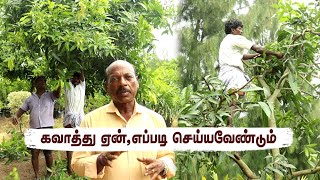 Mastering Pruning Techniques for Mango Trees 🥭 [upl. by Tavish]