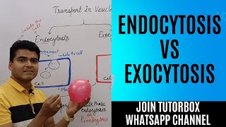 Exocytosis vs Endocytosis  Transport by Vesicles  Transport across cell membrane  BPharm HAP unit [upl. by Salohci]