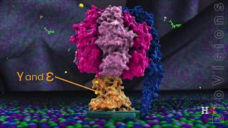 ATP synthase in action [upl. by Ahsekad]