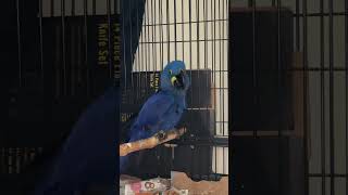 Hyacinth Macaw TALKING and SMILING NON stop [upl. by Sedecrem508]