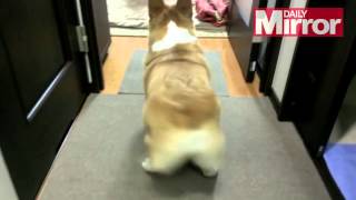 Miley Corgus  Twerking Corgi remix [upl. by Assiluj874]