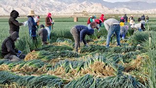 How North Carolina Farmers Harvest Over 84 Million Acres Of Farmland  American Farming Documentary [upl. by Ostap]