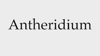 How to Pronounce Antheridium [upl. by Pippo532]