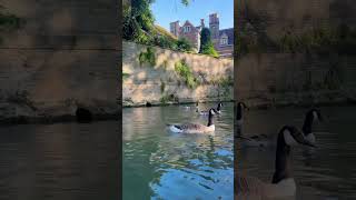 12 When in Cambridge Must Try Punting in River Cam punting cambridge river musttry [upl. by Annuhsal]