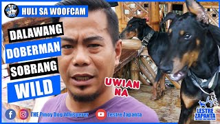 WOOFCAM Pinoy Dog Whisperer at dalawang Doberman Pinschers maghaharap [upl. by Pachston]