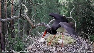 WARNING Polish Black StorkFemale selects a storklet 827 pm 20200521 [upl. by Griffiths]