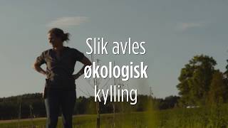 Slik avles økologisk kylling [upl. by Benito]