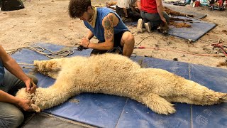 Appaloosa Alpaca Shearing May 2023 [upl. by Eelahc]