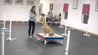 Pit Bull Agility Fun Class [upl. by Aryn]