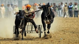 Indias Rural Olympics Bulls and Strongmen Wow Crowds [upl. by Jennifer192]