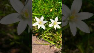 Ornithogalum Umbellatum nature youtubeshorts flowers shorts plants floral white forest life [upl. by Powder]