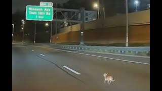 Motorists band together to rescue a dog seen running across the Staten Island Expressway [upl. by Nima]