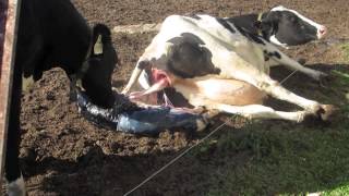 Calf birth at Hansens Farm Fresh Dairy [upl. by Olia809]