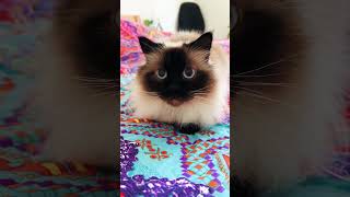 Birman cat cats birmancat funnycats sweetcat [upl. by Eiramyllek]