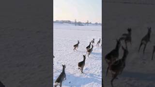 Deers 🦌 🦌 running nature shortsfeed shortfeed natureguru12 [upl. by Eerrahs]