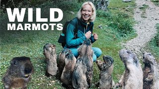 We Met a Family of Wild Marmots in Dolomites [upl. by Hammock]