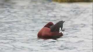 Fuligule nyroca  Ferruginous duck  Aythia nyroca [upl. by Buttaro]