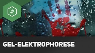 Wie funktioniert DNAAnalyse  GelElektrophorese einfach erklärt [upl. by Goer]