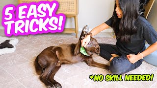 5 COOLEST DOG TRICKS IN 5 MINUTES 🐶 Easily impress your friends 😎 [upl. by Ardnasac]