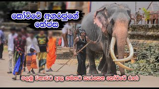 Kandy Esala Perahera  කෝට්ටේ රාජාගෙ මහා තෙජස [upl. by Anelah862]