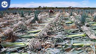 How Tequila Is Made from Harvesting Millions of Tons of Agave to Produce AmazingTasting Tequila [upl. by Toiboid546]