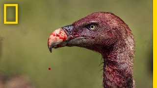 Vultures  Photographing the Antiheroes of Our Ecosystems  Exposure [upl. by Annaitsirhc]