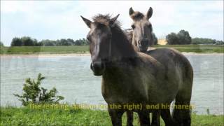 Focus on wild horses part 1 introduction [upl. by Yrrehc]