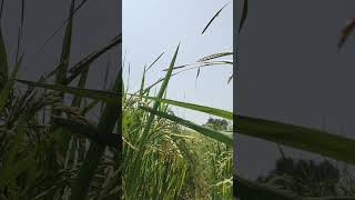 hasdi hasdi ne farming farmerdhan khetibadi happy happiness [upl. by Donica]