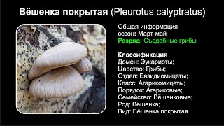 Вёшенка покрытая Pleurotus calyptratus [upl. by Noyerb442]